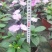 四川凤仙花基地直供非洲凤仙哪里有卖花镜花海布置