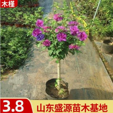 木槿树苗重瓣木槿花苗蓝莓冰沙紫玉木槿花苗基地发货