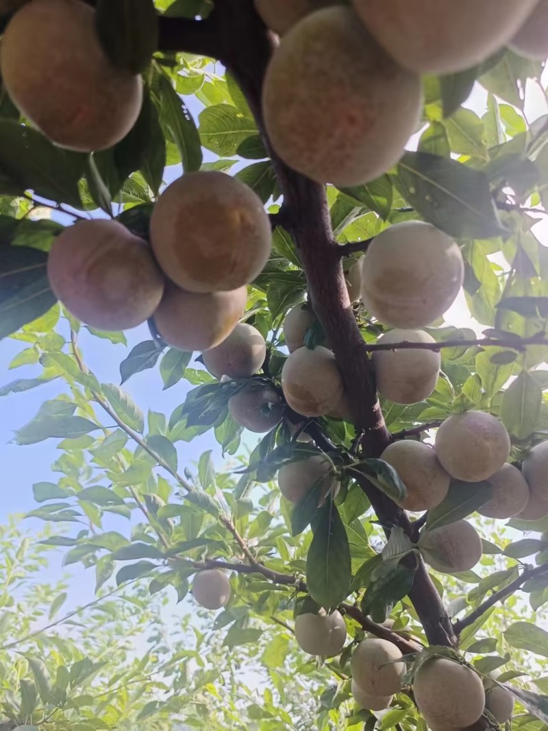 精品芙蓉李子湖北李子肉质细腻无渣货基地直发量大从优