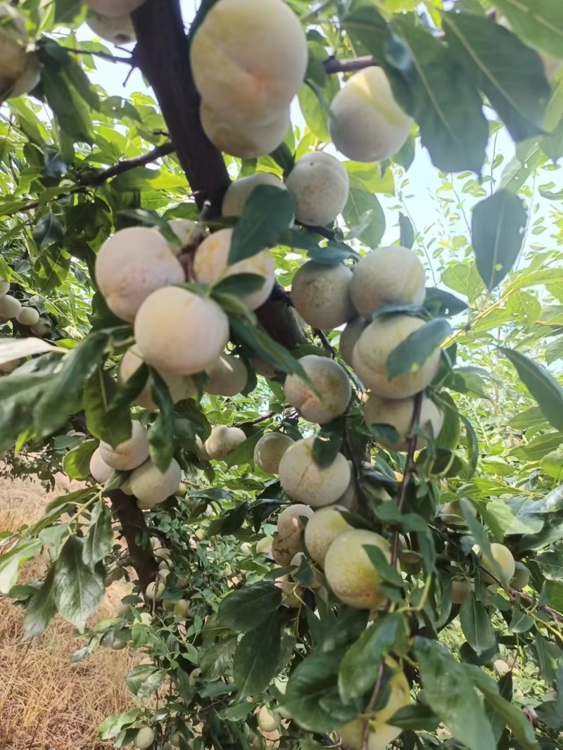精品芙蓉李子湖北李子肉质细腻无渣货基地直发量大从优
