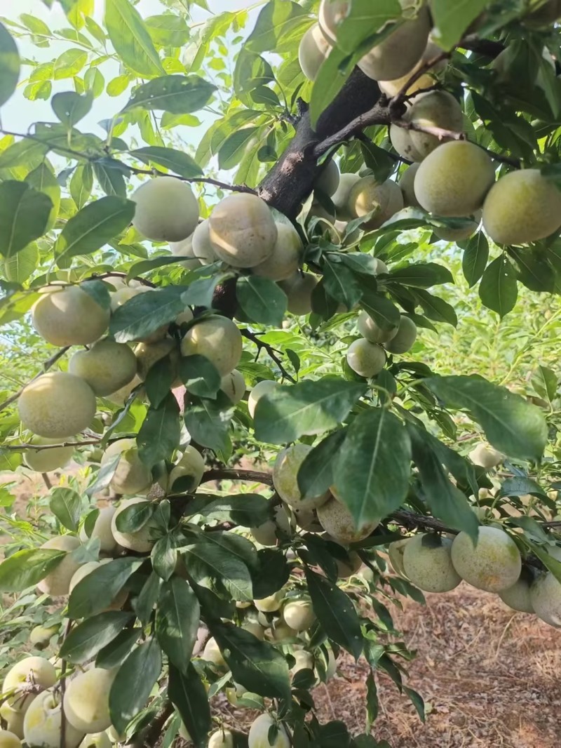 精品芙蓉李子湖北李子肉质细腻无渣货基地直发量大从优