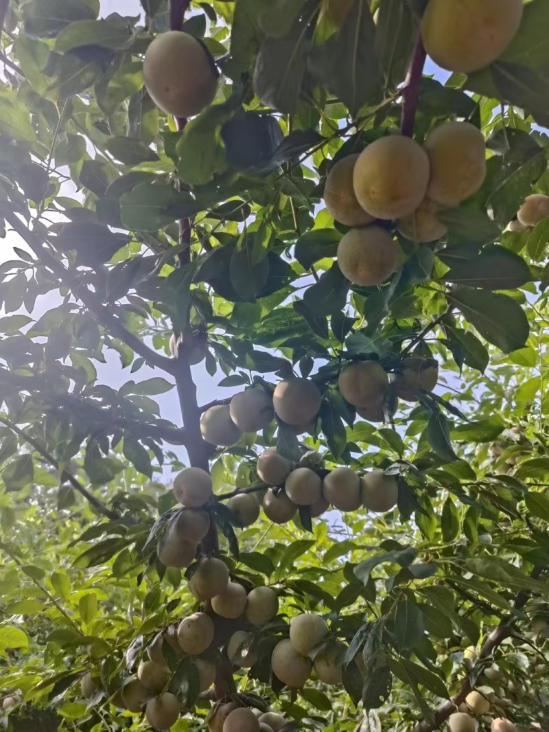 精品芙蓉李子湖北李子肉质细腻无渣货基地直发量大从优