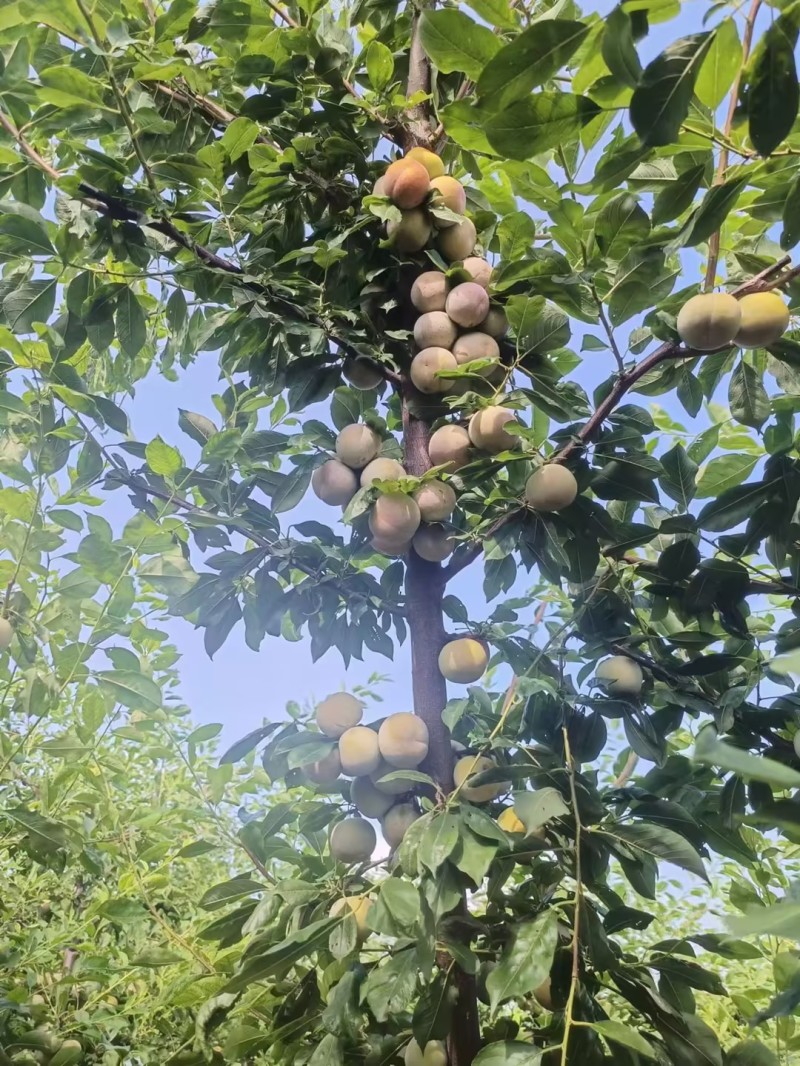 精品芙蓉李子湖北李子肉质细腻无渣货基地直发量大从优