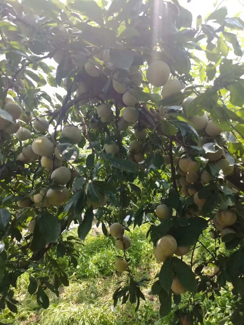 精品芙蓉李子湖北李子肉质细腻无渣货基地直发量大从优
