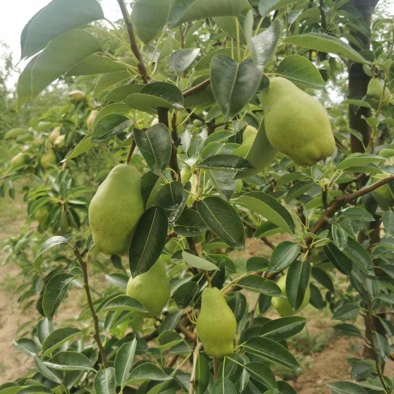 精品香蕉梨甘肃天水产地直发欢迎选购