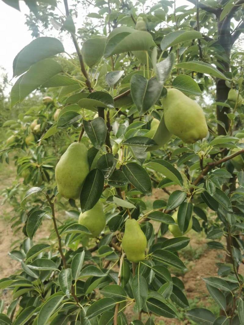 精品香蕉梨甘肃天水产地直发欢迎选购