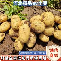 【现挖现发】河北ev土豆产地直供货源充足可视频看货