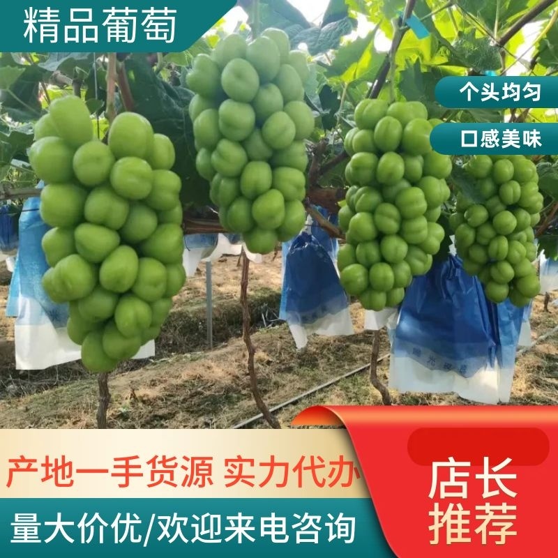 【现摘现发】湖北潜江精品阳光玫瑰品质好亮度好可视频看货