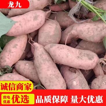 【推荐红薯】开封龙九红薯大吨位供应质量保障诚信视频看货