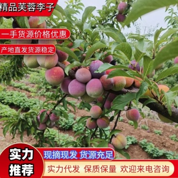 精品芙蓉李子湖北李子肉质细腻无渣货基地直发量大从优
