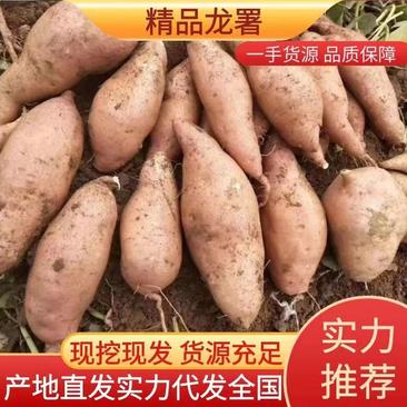 【实力】龙薯九号红薯湖北襄阳红薯电商市场加工厂外贸
