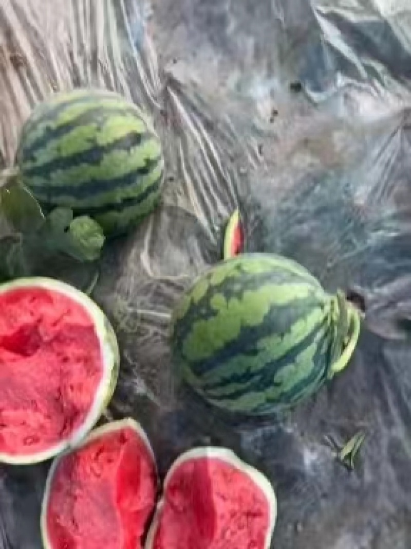 美都西瓜东台精品美都麒麟西瓜产地直发全国