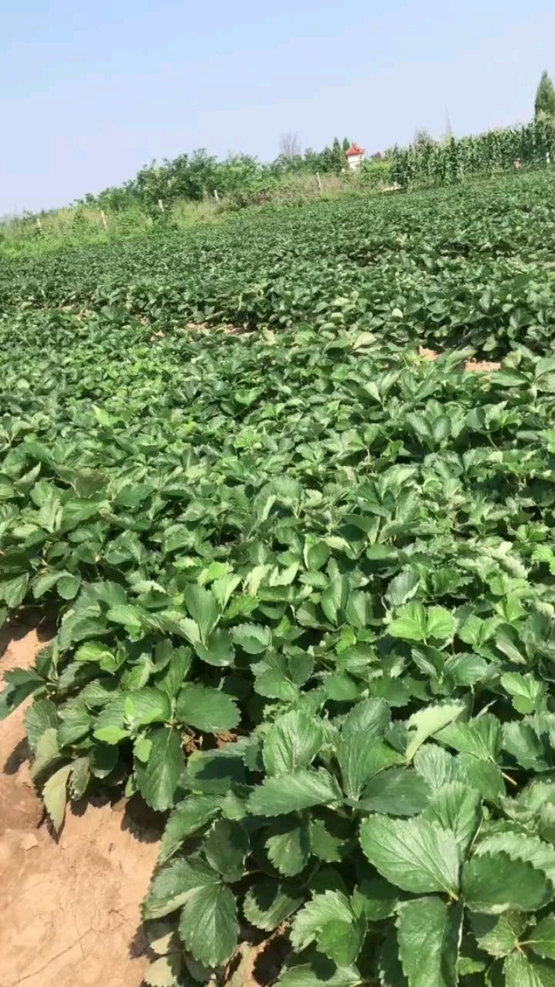 【精选】妙香3号草莓苗现挖现发一手货源欢迎咨询看货