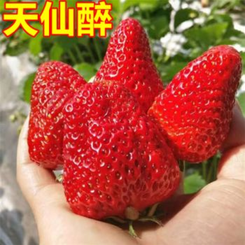 【现挖现发】安徽颍泉天仙醉妙香三号隋珠草莓苗规格齐全