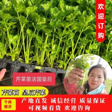 【芹菜】芹菜苗山东芹菜苗，穴盘苗法国皇后