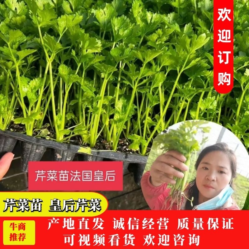 【芹菜】芹菜苗山东芹菜苗，穴盘苗法国皇后