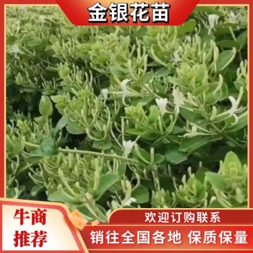 河北邢台金银花苗品种纯正现挖现发货全国发货