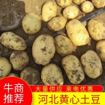 精品河北沃土5号土豆产地直供一手货源保质保量