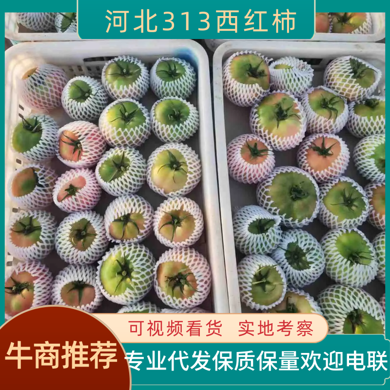 河北西红柿313口感好产地采摘现发供应全国
