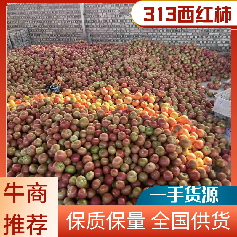 【实力推荐】张家口313西红柿大量供应保质保量价格来电详谈