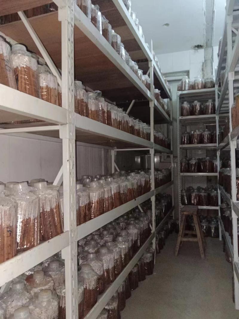 河北精品平菇菌包平菇菌棒产量高全国发货欢迎来电