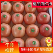 大量硬粉西红柿和大红西红柿宁夏银川有需要的随时联系