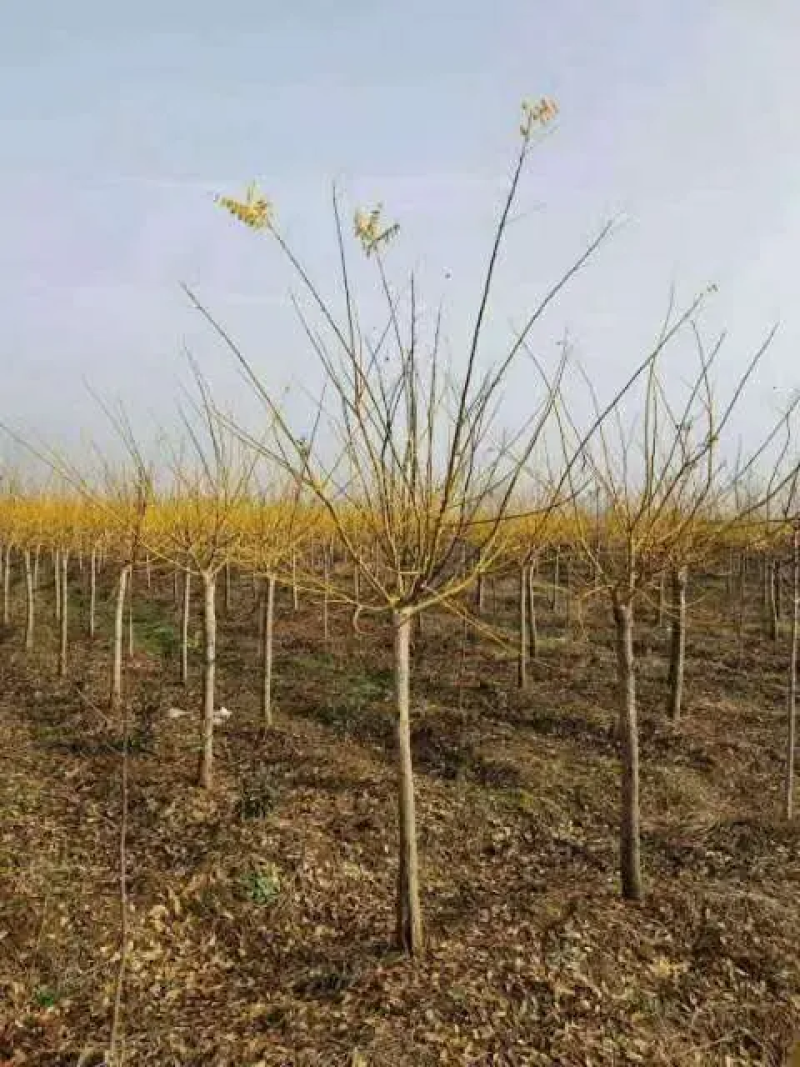 苗圃出售优质金枝槐，黄金槐，金叶槐，规格齐全，货源充足