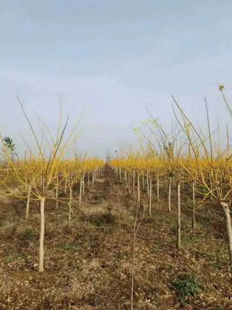 苗圃出售优质金枝槐，黄金槐，金叶槐，规格齐全，货源充足