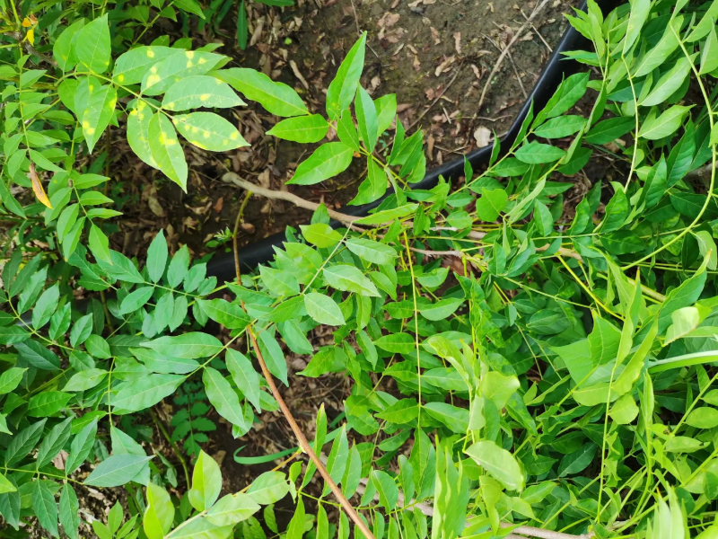 批发紫藤小苗，紫藤工程苗，2-6公分紫藤价格，攀爬植物