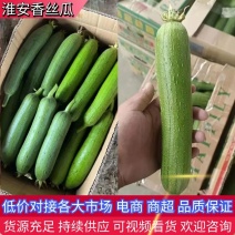 江苏淮安丝瓜短棒肉丝瓜新鲜采摘货源充足供电商市场等