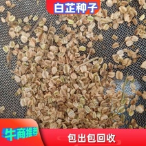 纯两年白芷种子包出包回收假一赔十