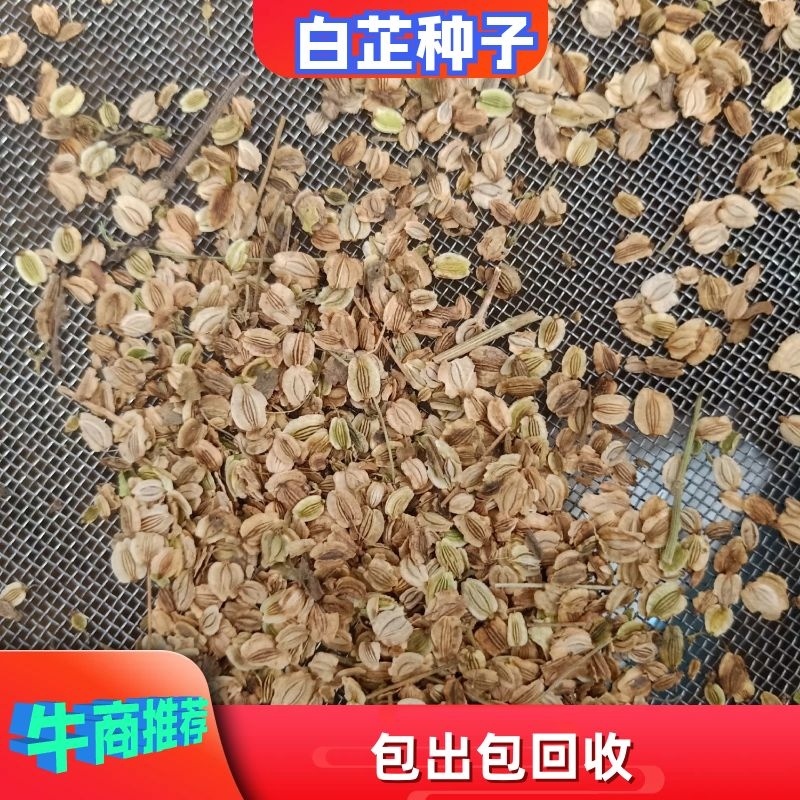 纯两年白芷种子包出包回收假一赔十