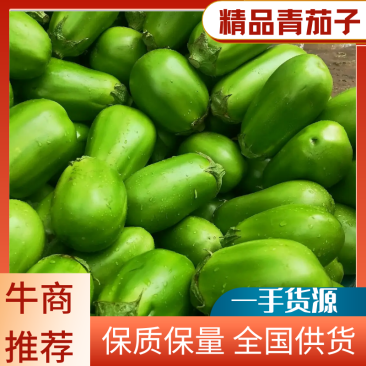 精选海绵青茄子基地直供可对接市场/商超/电商欢迎咨询