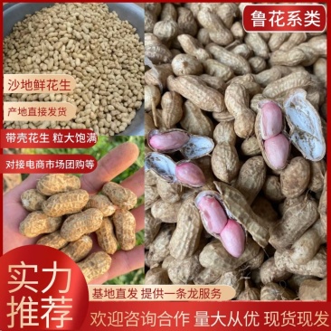 鲁花8商花5白沙鲜花生大量上市人工手捡颗粒饱满