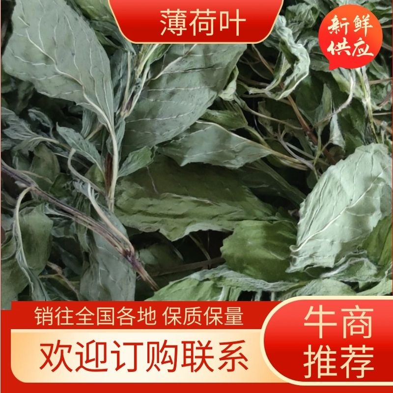 薄荷叶，安徽基地供货一手货源，质量好，价格优惠，欢迎采购