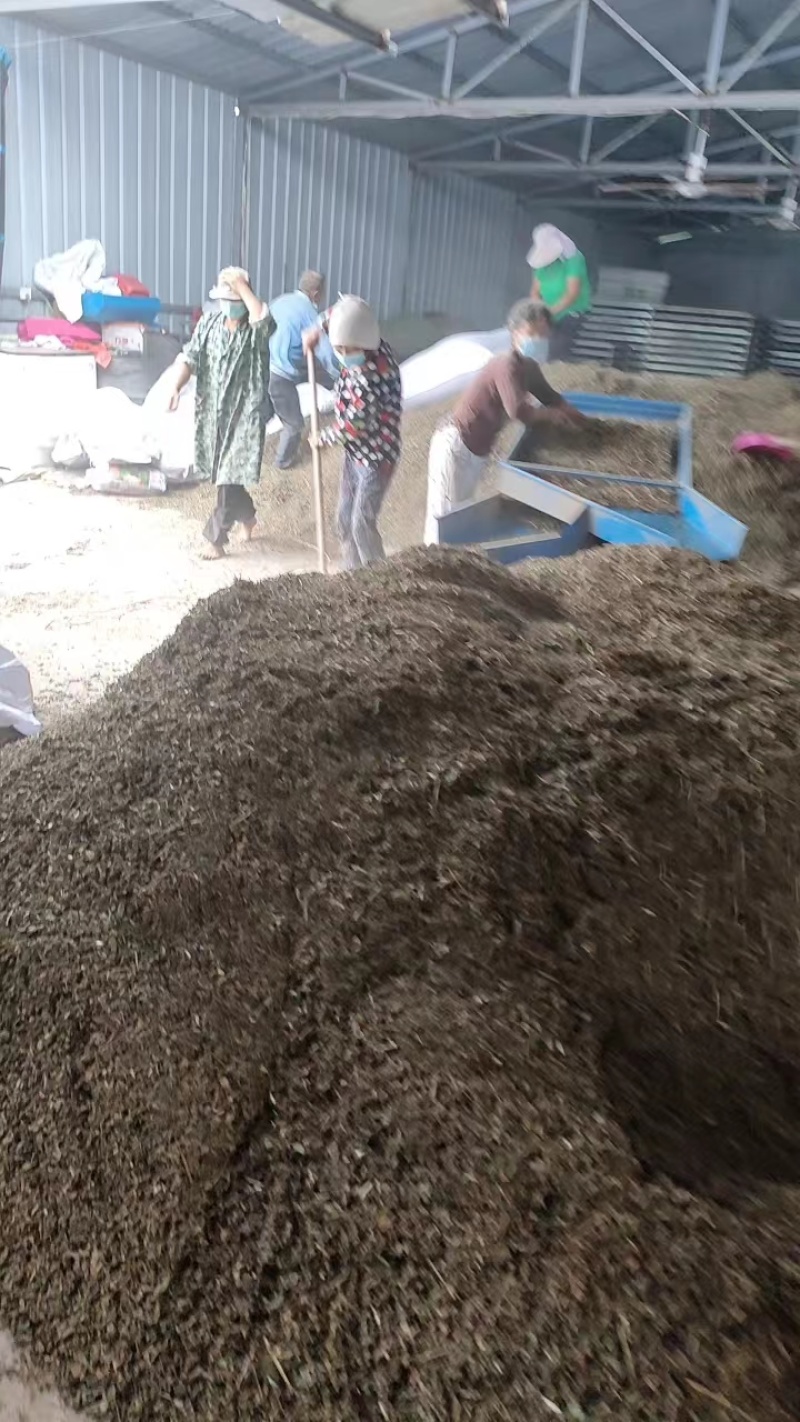 薄荷安徽亳州薄荷包含量无农残产地直发量大从优