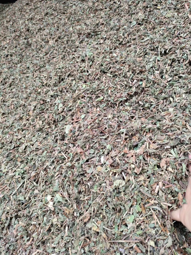 薄荷安徽亳州薄荷包含量无农残产地直发量大从优
