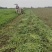 薄荷安徽亳州薄荷包含量无农残产地直发量大从优