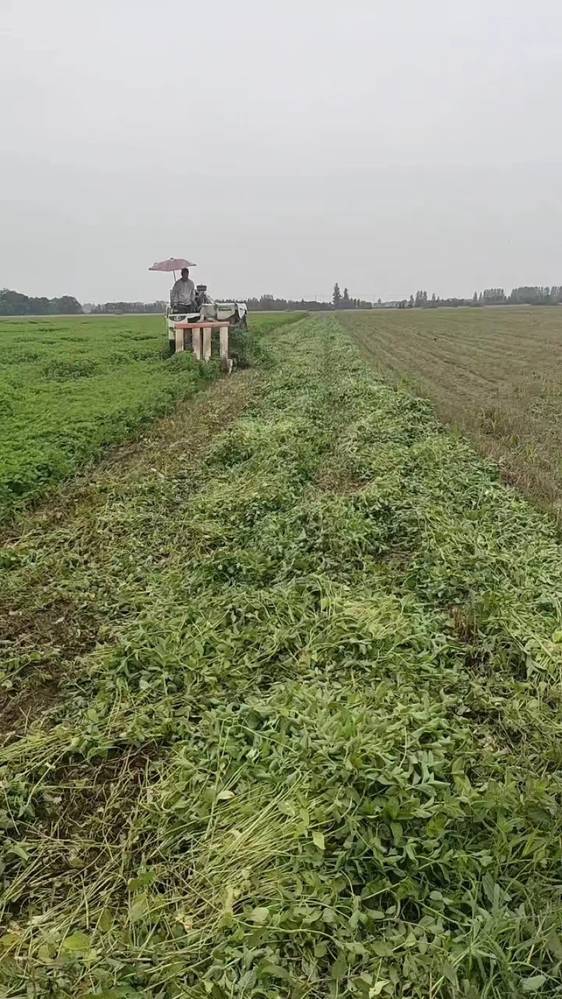 薄荷安徽亳州薄荷包含量无农残产地直发量大从优