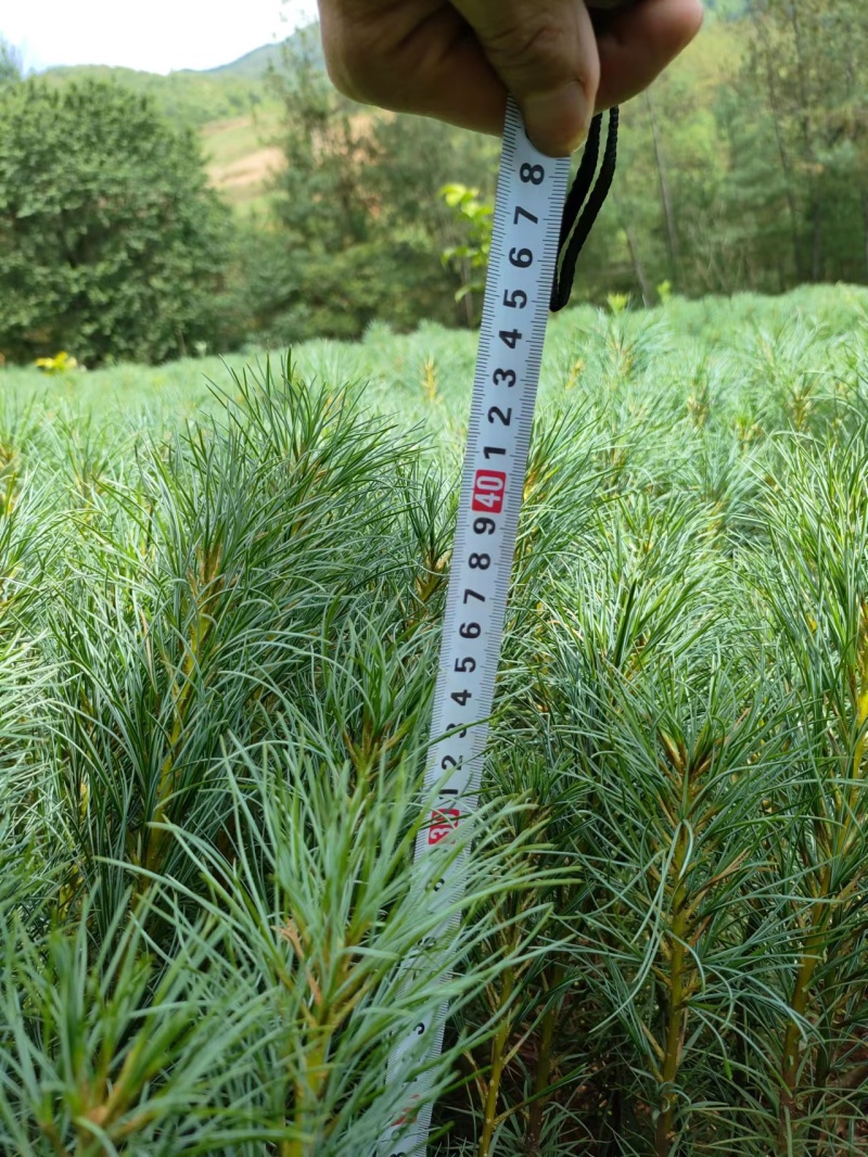 云南华山松大量上市成活率高诚信经营代发全国品质保证欢迎电