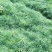云南华山松大量上市成活率高诚信经营代发全国品质保证欢迎电