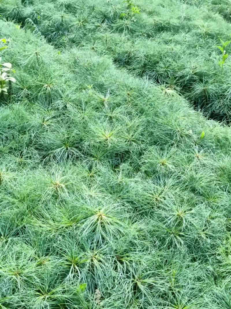 云南华山松大量上市成活率高诚信经营代发全国品质保证欢迎电