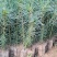 云南华山松大量上市成活率高诚信经营代发全国品质保证欢迎电
