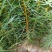 云南华山松大量上市成活率高诚信经营代发全国品质保证欢迎电