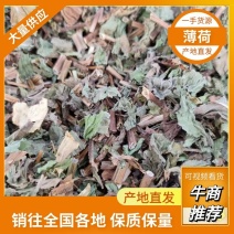 薄荷安徽亳州薄荷包含量无农残产地直发量大从优