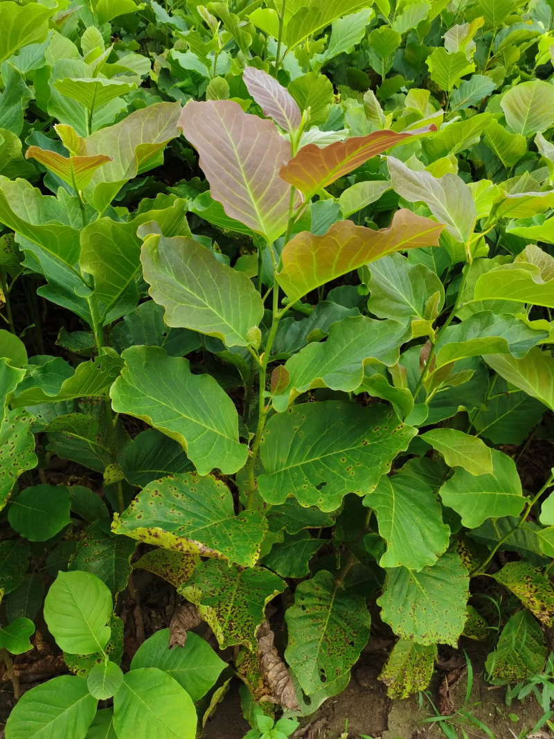 苗圃基地批发紫玉兰，白玉兰，品种纯正量大从优