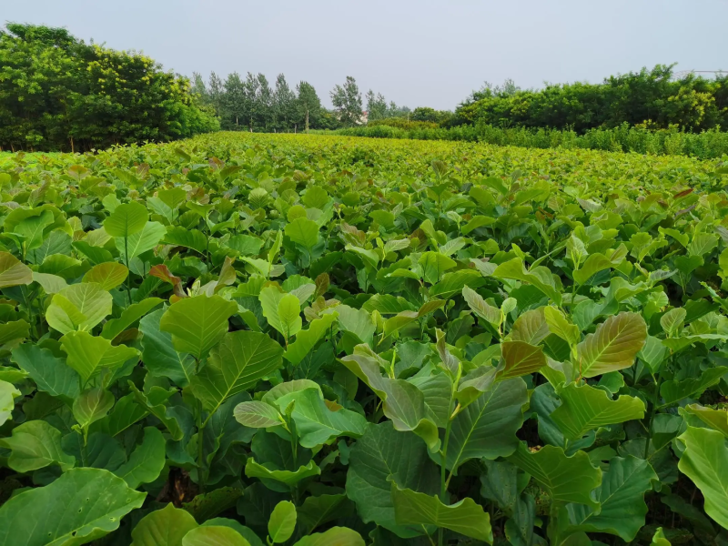 苗圃基地批发紫玉兰，白玉兰，品种纯正量大从优