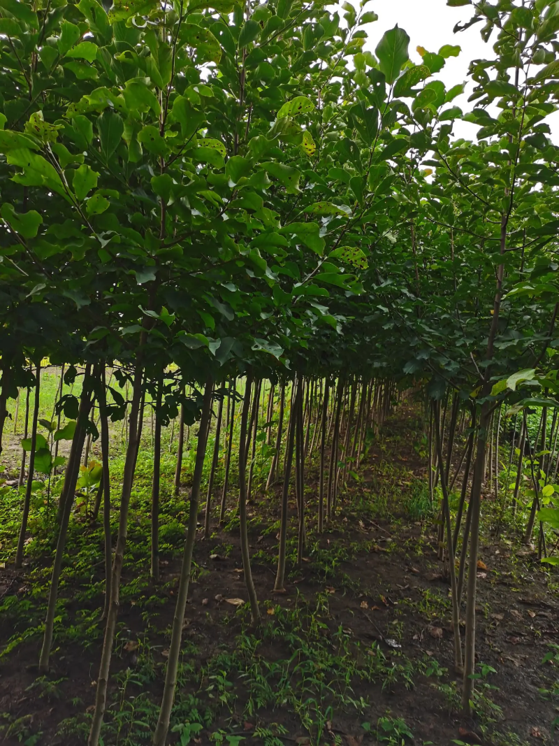 苗圃基地批发紫玉兰，白玉兰，品种纯正量大从优