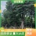 复羽叶栾树出售自家黄山栾树（国庆花）移植苗12-18分