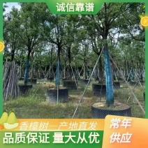 出售香樟移植袋苗5公分15公分-30公分需要的老板联系